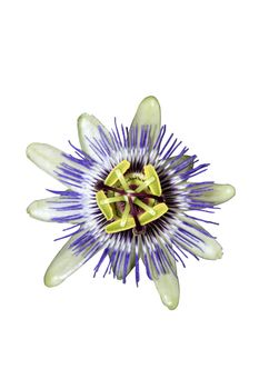 a cutout of a passion flower with clipping path against a white background