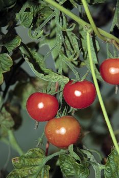 juicy tomatoes ripe and ready for picking