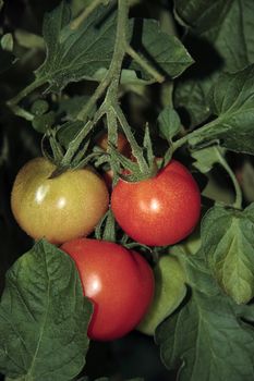 juicy tomatoes ripe and ready for picking