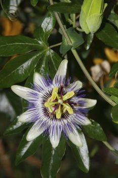 a passion flower in the irish countryside