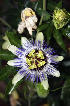 a passion flower in the irish countryside