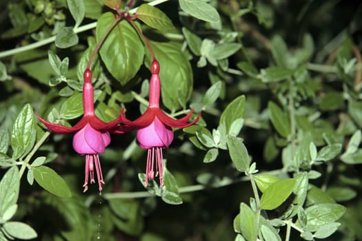 wild fuchsias hanging down with a green background and water droplets