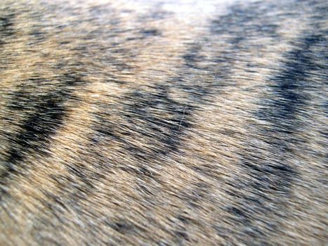 tiger striped pattern in a dog's coat of hair