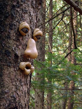 Man face in a tree in the forest