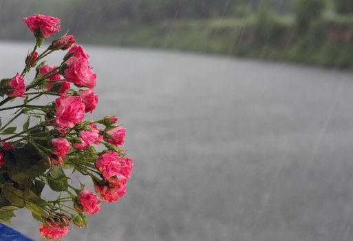 flower, rose, bouquet, rain, river, water, weather, plant