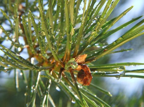 Pinetree needles covered with raindrops closeup