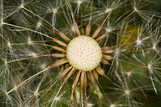 Close up on dandelion seeds in the field