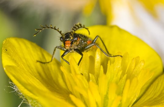 Close up of bug on yellow flower