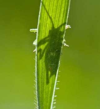 shadow of grasshopper on a green leaf