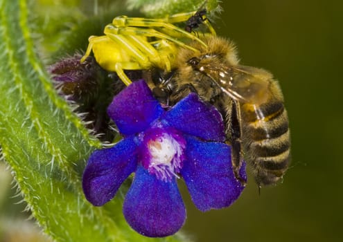 Close up on a spider hunting a bee