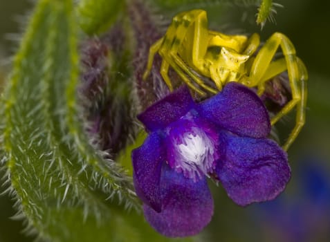 Close up of yellow spider on purple flower