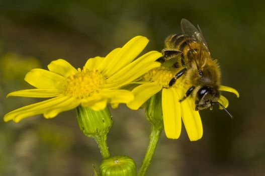 Close up on a bee on a flower