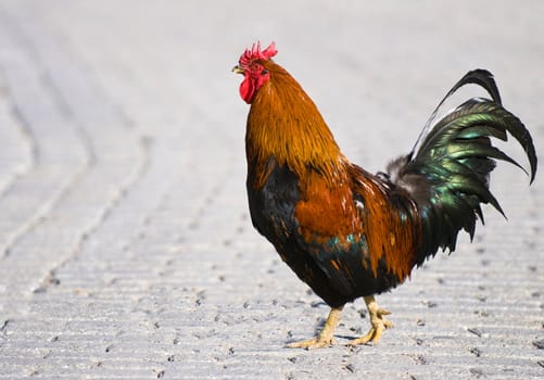 close up on a colorful cock outside 