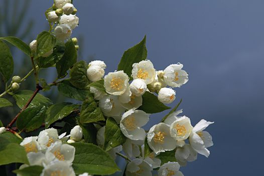 Branch of a jasmin after a summer downpour against a leaving cloud