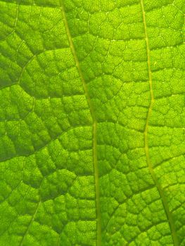 Close up of the emerald colored leaf