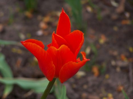 Close up of the red colored tulip blossom