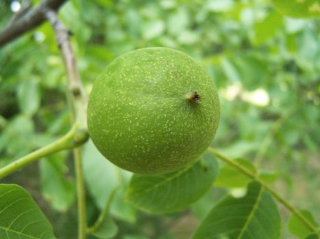 Close up of the green walnut