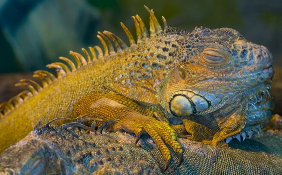 Close up on a sleeping iguana