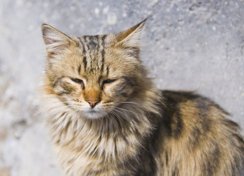 Close up on a young street cat