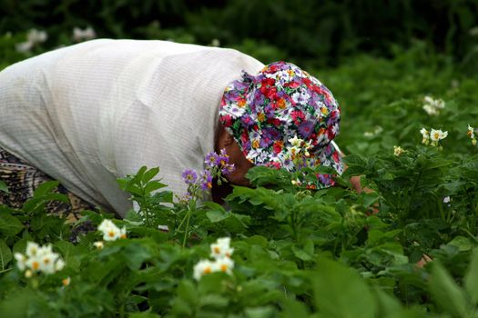 The elderly woman in a kitchen garden