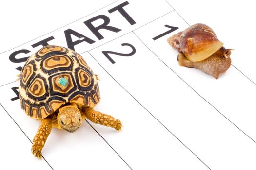 a tortoise competing with a snail in a runnig race