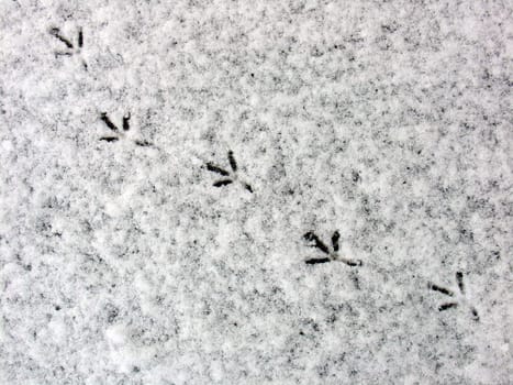 Bird footprints on the first snow