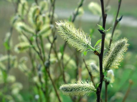 A willow twig with flowering catkins in springtime, with shrubs in the background          