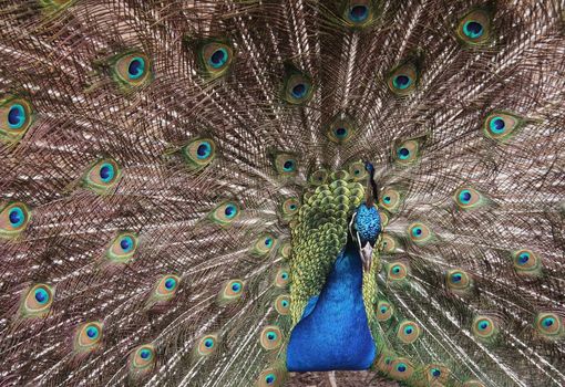 Beautiful peacock spreading its colored tail
