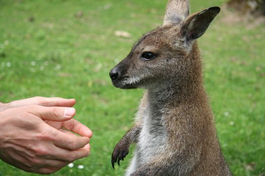 Man trying to shake hands with a small kangaroo