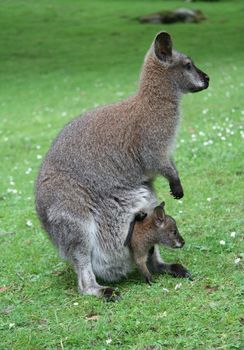 Family of kangaroos - mother and baby