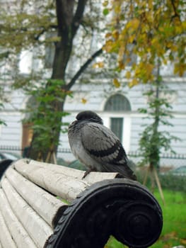 Pigeon with feathers fluffed up on the bench back