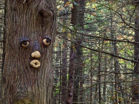 woman face in a tree in the forest