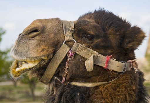 Close up on a camel face in The  Middle East  