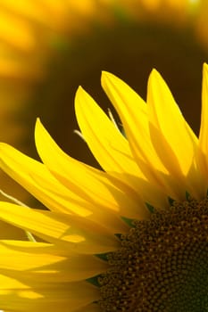 sunflower close up at a sunny day