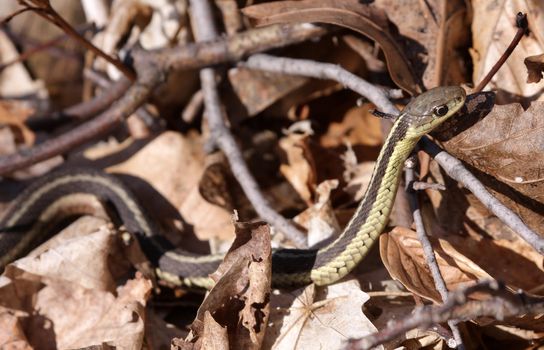 A focused eastern garter snake (Thamnophis sirtalis), peering through some dead leaves.
