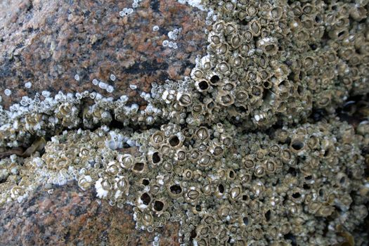 A row of barnacles on a granite rock. Shot in Acadia National Park, in Maine USA.

