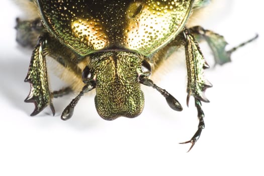 head of iridescent bug in extreme close up