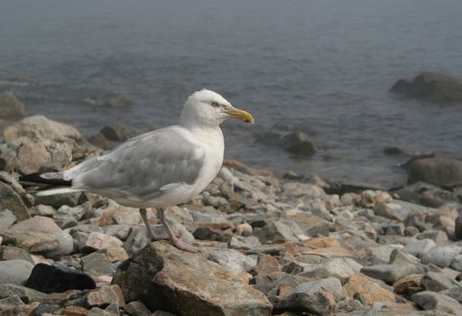 An American Herring Gull (Larus smithsonianus), shot in Acadia National Park, in Maine, USA.
