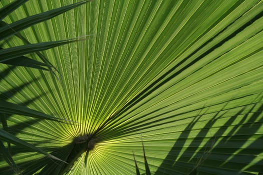 A closeup of a backlit palm leaf.