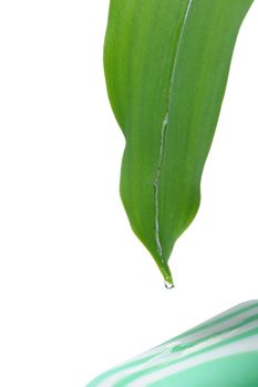 Flowing down water on a leaf on soap. It is isolated on a white background.