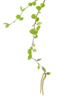 Branch of a tree of a birch. It is isolated on a white background