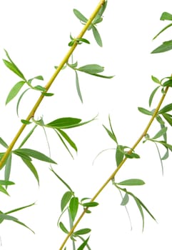 Branch of a tree of a willow. It is isolated on a white background