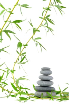 Branch of a tree of a willow and pebble. It is isolated on a white background