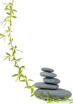 Branch of a tree of a willow and pebble. It is isolated on a white background