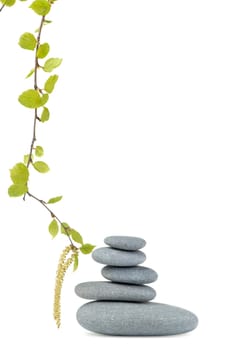 Branch of a birch and pebble. It is isolated on a white background