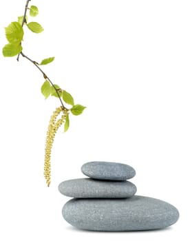 Branch of a birch and pebble. It is isolated on a white background