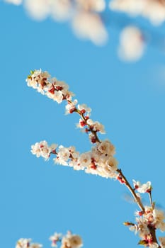 Blossoming branches of a tree. White flowers on a background of the blue sky