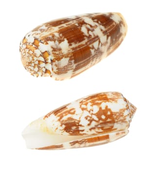 Sea cockleshell. It is isolated on a white background.