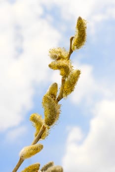 Spring flowering willow branch against blue sky with clouds. Close Up