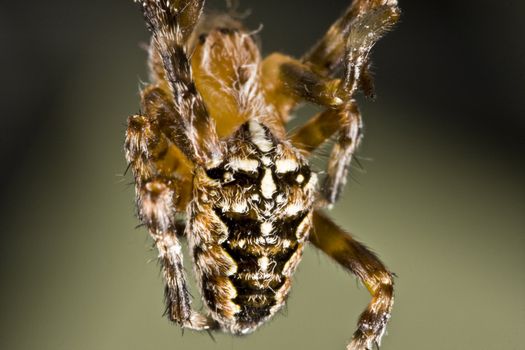 hanging hairy spider in nice green backgrund